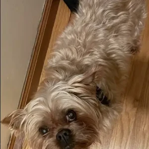A Brown Male Brussels Griffon-Yorkshire Terrier Mix Dog Missing from Hanson Dr/ Blueberry hill St