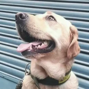A White-Brown Mix lab mix Dog Missing from gopikrishna hall
