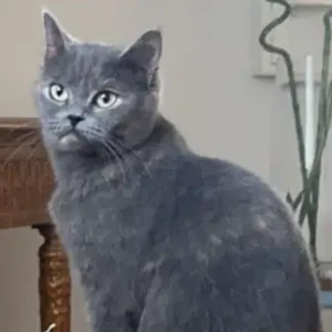 A Grey Domestic Shorthair Cat Missing from Al Barsha-2