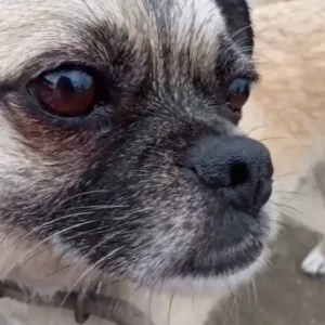 A White Pug Dog Missing from Baluwatar-4