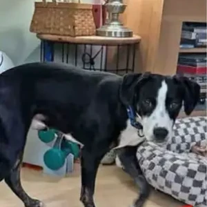 A Black Lab/Hound X Dog Missing from near Butcher Boy Plaza
