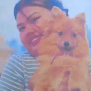 A Orange Pomeranian Dog Missing from gerigaon