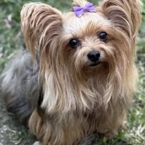 A Black and Brown Yorkshire Terrier Dog Missing from Congdon St/Continental St