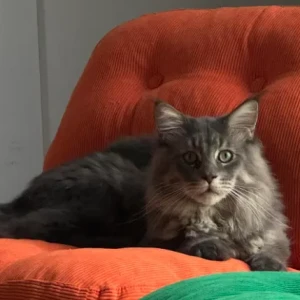 A Grey Maine Coon Cat Missing from meydan, mag eye townhouse