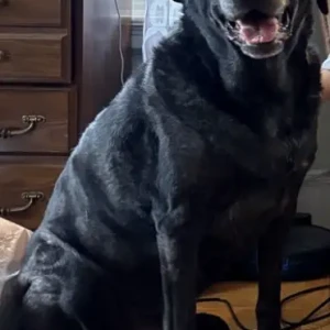 A Black Lab-Catahoula-Hound Mix Dog Missing from Hawthorne Ave/Pontiac Ave