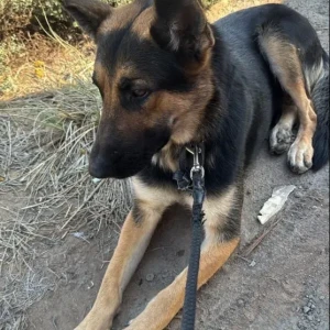 A Black and Brown German Shepherd Dog Found from Meliha road near Wadi Showka