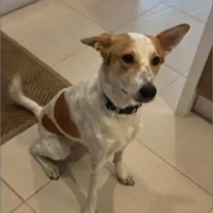 A White-Brown Mix indie mix Dog Missing from Al rigga, Deira