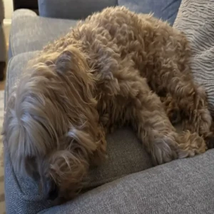 A Light Brown Labradoodle Dog Missing from Westford Rd/Spencer Brook Rd