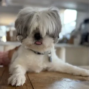 A White and Grey Shih Tzu Dog Missing from Near: VFW Parkway