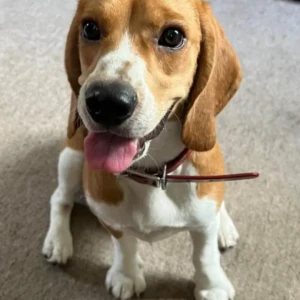 A White-Brown Mix Beagle Dog Missing from patan dhoka