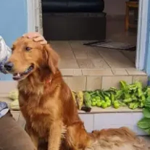 A Golden Golden Retriever Dog Missing from International Mountain Museum