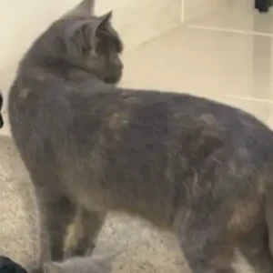 A Grey Domestic Shorthair Cat Missing from Al Barsha-3