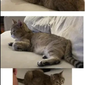 A Grey-White Mix medium sized, Cat Missing from madinat hind 3