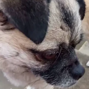 A White Pug Dog Missing from Baluwatar-3