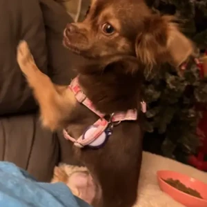A Brown Long Haired Chihuahua mix Dog Missing from Bardwell Street & South Liberty Street