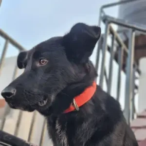 A Black indie mix Dog Missing from krinfield/ ranibari-2