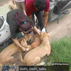 Rabies vaccination-145