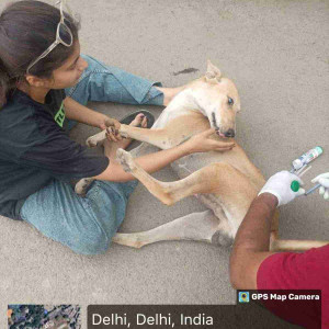 Rabies vaccination-147