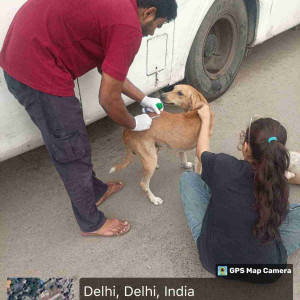 Rabies vaccination-148