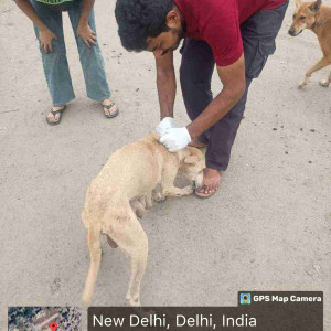 Rabies vaccination-149