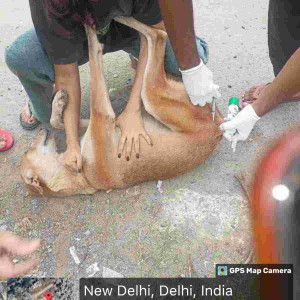 Rabies vaccination-150