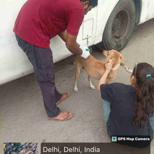 Rabies vaccination-151