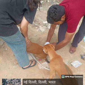 Rabies vaccination-152