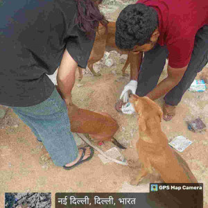 Rabies vaccination-153
