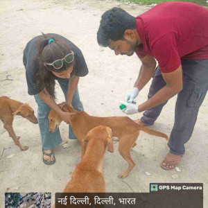 Rabies vaccination-154