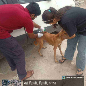 Rabies vaccination-155