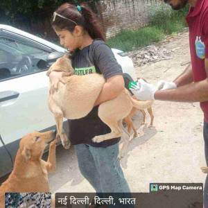 Rabies vaccination-157