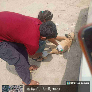 Rabies vaccination-158