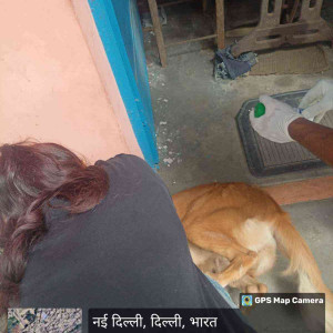 Rabies vaccination-164