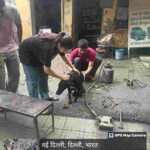 Rabies vaccination-165