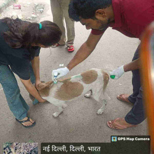 Rabies vaccination-166