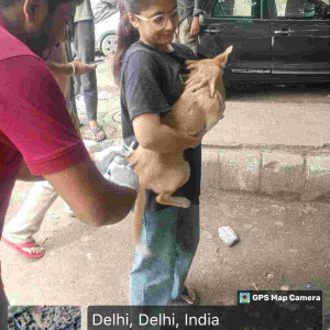 Rabies vaccination-168