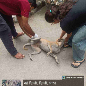 Rabies vaccination-169