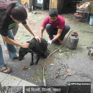 Rabies vaccination-171