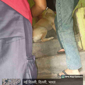 Rabies vaccination-172