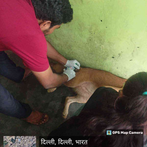 Rabies vaccination-173