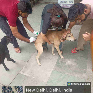 Rabies vaccination-175