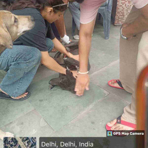 Rabies vaccination-177