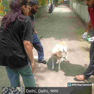 Rabies vaccination-179