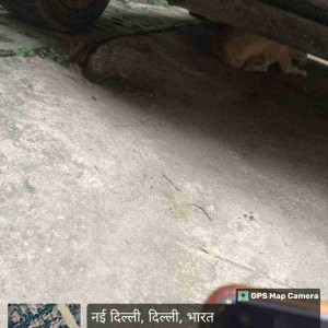 Rabies vaccination-183