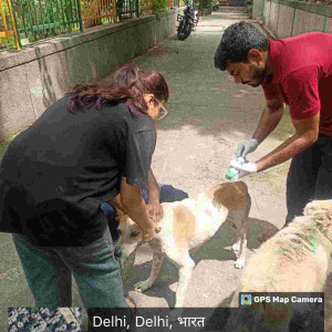 Rabies vaccination-184