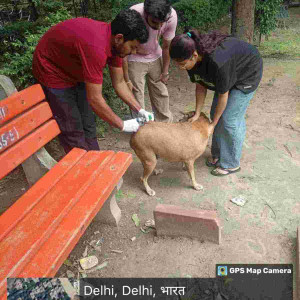 Rabies vaccination-187