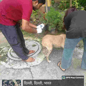 Rabies vaccination-188