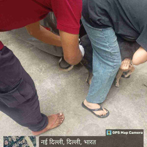 Rabies vaccination-189