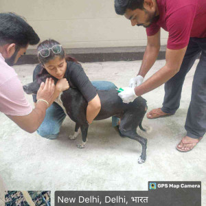 Rabies vaccination-190