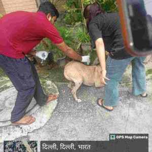 Rabies vaccination-193